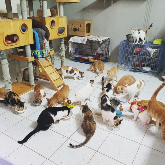 Mái ấm của những thú cưng bị bỏ rơi tại Hà Nội - 6 Mái ấm của những thú cưng bị bỏ rơi tại Hà Nội - 6