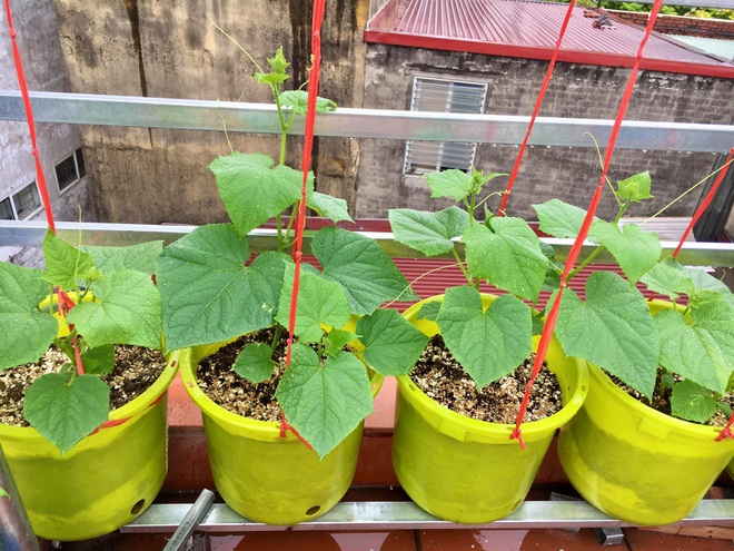 Mê mẩn vườn rau xanh mướt trồng trong thùng xốp của mẹ đảm Hải Phòng - 7 Mê mẩn vườn rau xanh mướt trồng trong thùng xốp của mẹ đảm Hải Phòng - 7