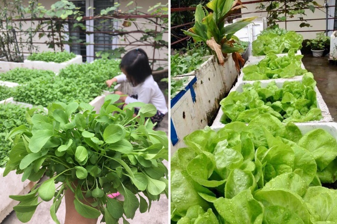 Mê mẩn vườn rau xanh mướt trồng trong thùng xốp của mẹ đảm Hải Phòng - 9 Mê mẩn vườn rau xanh mướt trồng trong thùng xốp của mẹ đảm Hải Phòng - 9