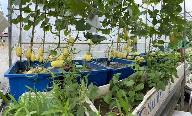 Khu vườn bội thu rau trái trên nóc nhà của gia đình ở Hà Nội - 2
