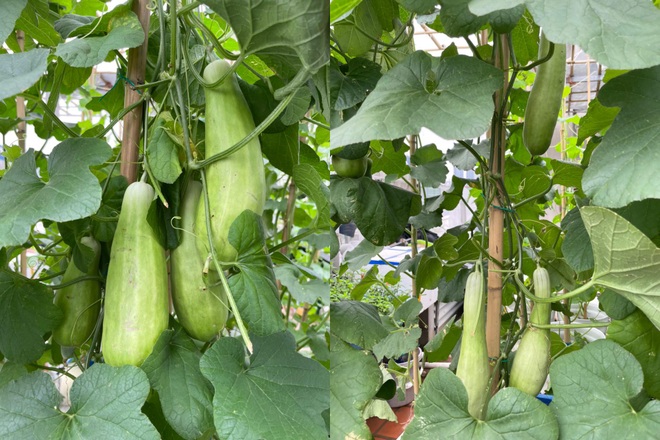 Khu vườn bội thu rau trái trên nóc nhà của gia đình ở Hà Nội - 5