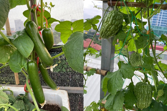 Khu vườn bội thu rau trái trên nóc nhà của gia đình ở Hà Nội - 7