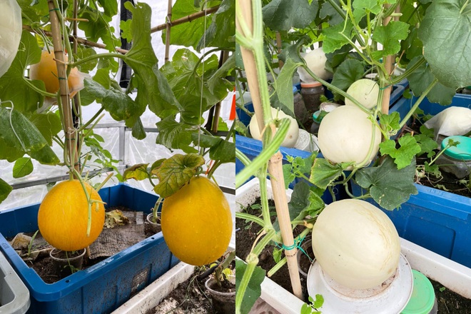 Khu vườn bội thu rau trái trên nóc nhà của gia đình ở Hà Nội - 8