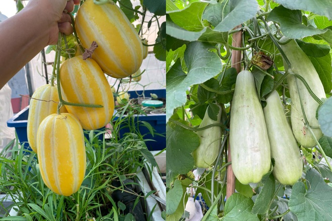 Khu vườn bội thu rau trái trên nóc nhà của gia đình ở Hà Nội - 9