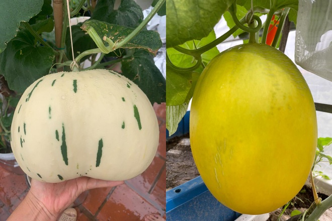 Khu vườn bội thu rau trái trên nóc nhà của gia đình ở Hà Nội - 11