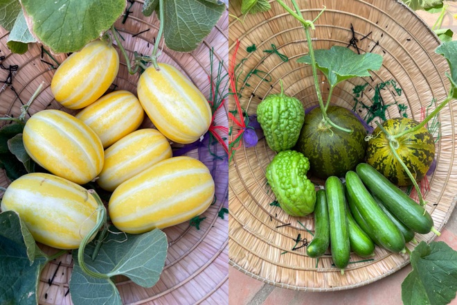 Khu vườn bội thu rau trái trên nóc nhà của gia đình ở Hà Nội - 13