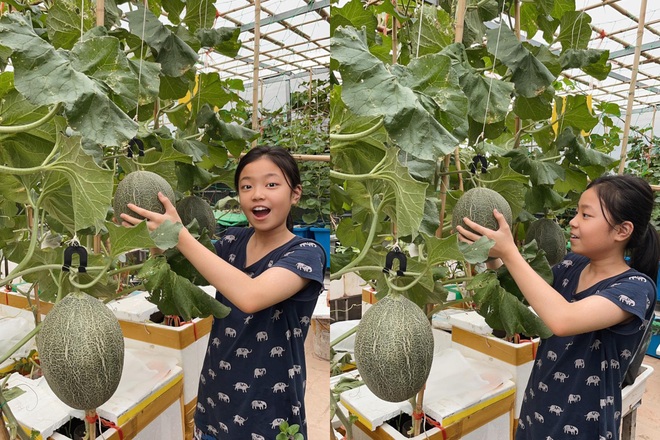 Khu vườn bội thu rau trái trên nóc nhà của gia đình ở Hà Nội - 14