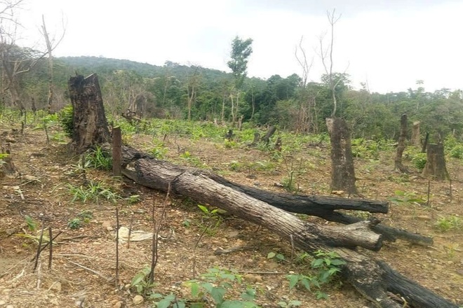 Cán bộ địa chính bị khai trừ Đảng vì phá rừng tự nhiên - 1