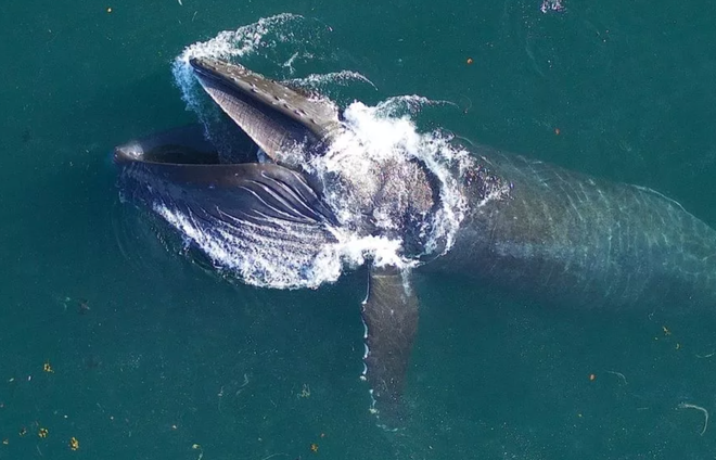 Cá voi lưng gù tiêu thụ hơn 18.000 tấn thức ăn mỗi ngày - 1