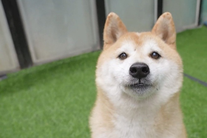 Chú chó bị bỏ rơi 7 năm bất ngờ được bán với giá 25.000 USD - 1