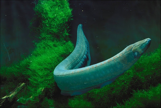 Quái vật hồ Loch Ness có thật hay chỉ là trò lừa bịp? - 6