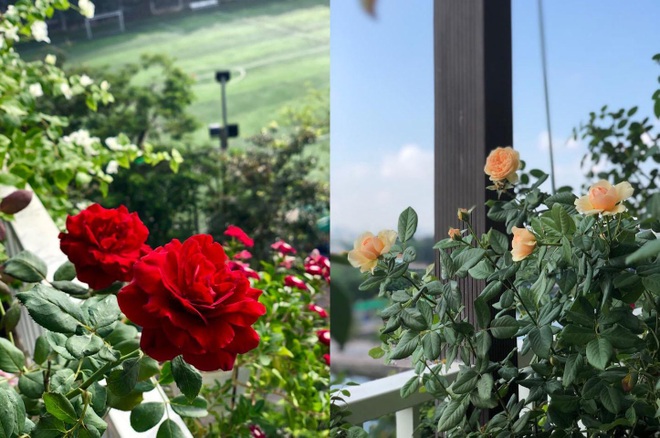 Vườn cổ tích hơn 20 loại hoa rực rỡ của nữ diễn viên tài năng ở Hà Nội - 3 Vườn cổ tích hơn 20 loại hoa rực rỡ của nữ diễn viên tài năng ở Hà Nội - 3
