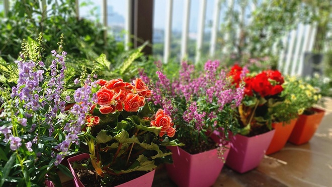 Vườn cổ tích hơn 20 loại hoa rực rỡ của nữ diễn viên tài năng ở Hà Nội - 4 Vườn cổ tích hơn 20 loại hoa rực rỡ của nữ diễn viên tài năng ở Hà Nội - 4