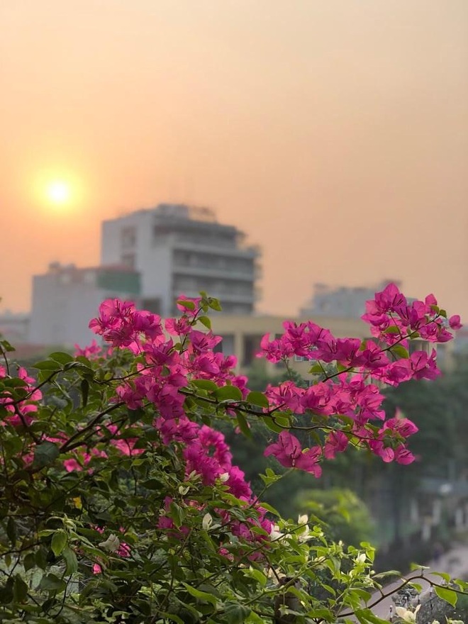 Vườn cổ tích hơn 20 loại hoa rực rỡ của nữ diễn viên tài năng ở Hà Nội - 12 Vườn cổ tích hơn 20 loại hoa rực rỡ của nữ diễn viên tài năng ở Hà Nội - 12
