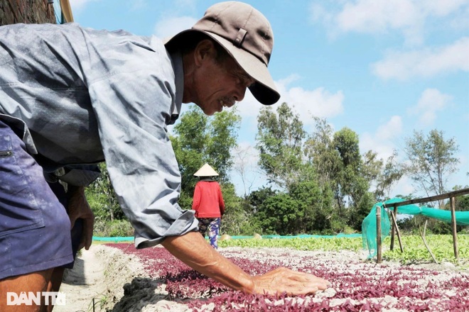 Giá rau tăng gấp 2-3 lần, nông dân chật vật trồng lại vườn sau mưa lũ - 2 Giá rau tăng gấp 2-3 lần, nông dân chật vật trồng lại vườn sau mưa lũ - 2