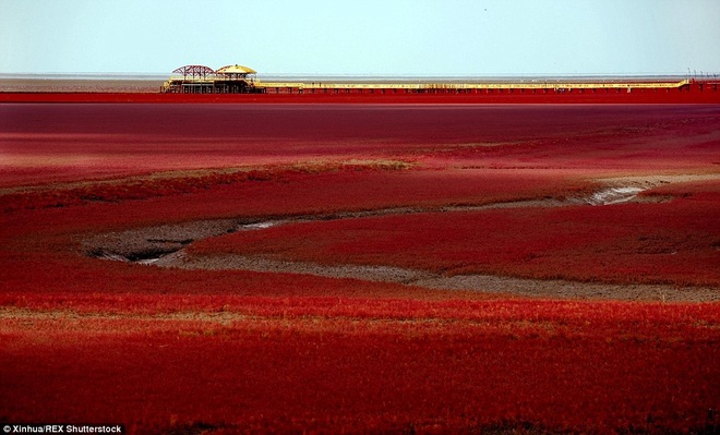 Kinh ngạc với biển ngập tràn rong rêu đỏ rực - 1
