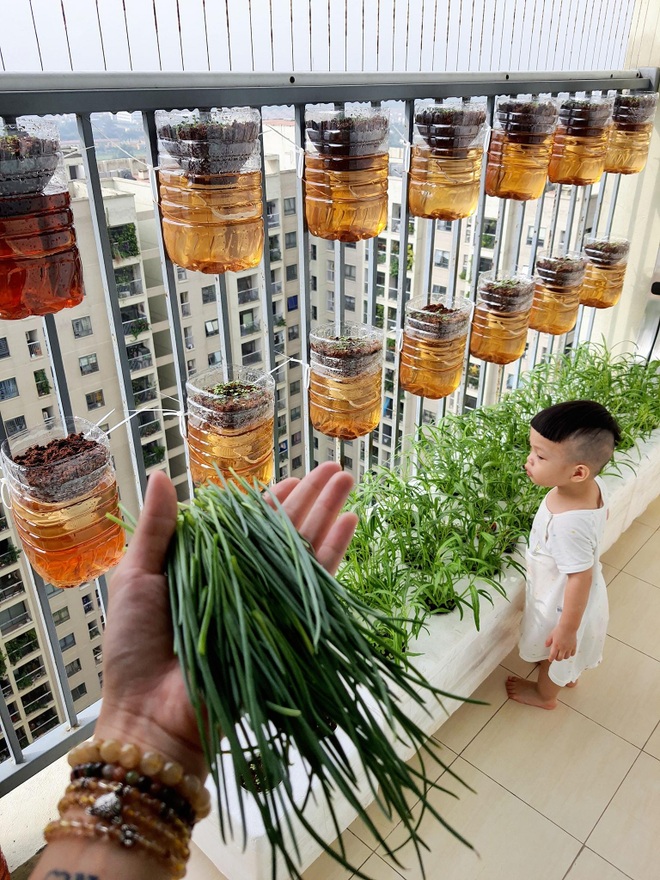 Mẹ bỉm sữa tại Hà Nội xin ve chai biến 3 m2 thành vườn treo xanh mướt - 2 Mẹ bỉm sữa tại Hà Nội xin ve chai biến 3 m2 thành vườn treo xanh mướt - 2