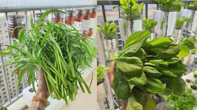 Mẹ bỉm sữa tại Hà Nội xin ve chai biến 3 m2 thành vườn treo xanh mướt - 10 Mẹ bỉm sữa tại Hà Nội xin ve chai biến 3 m2 thành vườn treo xanh mướt - 10