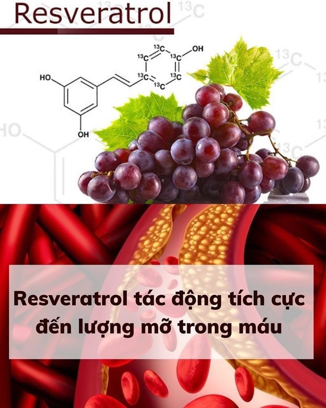 True Natural ra mắt sản phẩm hỗ trợ hạ mỡ máu từ vỏ nho - 3 True Natural ra mắt sản phẩm hỗ trợ hạ mỡ máu từ vỏ nho - 3