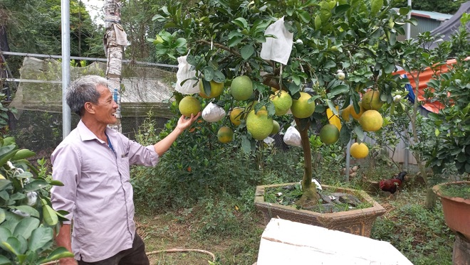 Lão nông kiếm 2 tỷ đồng từ một sào vườn trồng ngũ quả bon sai? - 1 Lão nông kiếm 2 tỷ đồng từ một sào vườn trồng ngũ quả bon sai? - 1