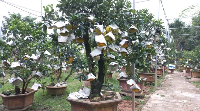 Lão nông kiếm 2 tỷ đồng từ một sào vườn trồng ngũ quả bon sai? - 2 Lão nông kiếm 2 tỷ đồng từ một sào vườn trồng ngũ quả bon sai? - 2