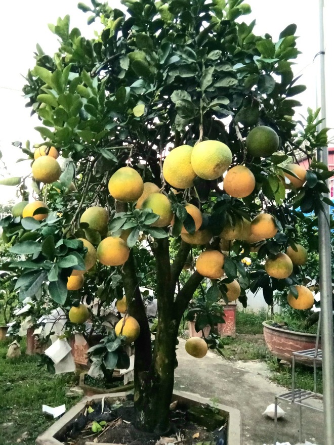 Lão nông kiếm 2 tỷ đồng từ một sào vườn trồng ngũ quả bon sai? - 5 Lão nông kiếm 2 tỷ đồng từ một sào vườn trồng ngũ quả bon sai? - 5