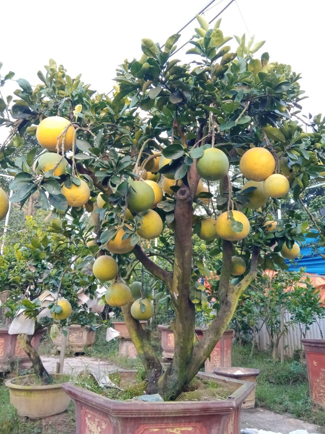 Lão nông kiếm 2 tỷ đồng từ một sào vườn trồng ngũ quả bon sai? - 7 Lão nông kiếm 2 tỷ đồng từ một sào vườn trồng ngũ quả bon sai? - 7