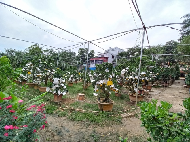 Lão nông kiếm 2 tỷ đồng từ một sào vườn trồng ngũ quả bon sai? - 8 Lão nông kiếm 2 tỷ đồng từ một sào vườn trồng ngũ quả bon sai? - 8