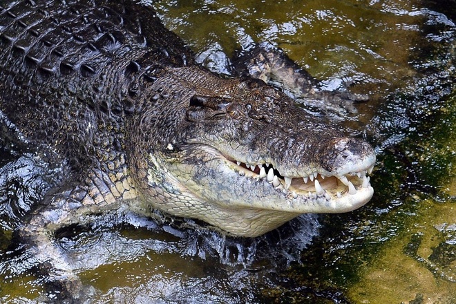 Thoát chết kỳ diệu khi bị cá sấu tấn công - 1