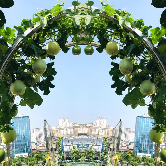 Hà Nội: Khu vườn sân thượng sum suê rau trái, nổi tiếng khắp mạng xã hội - 2