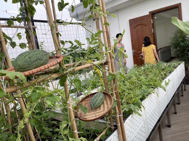 Nghỉ hưu, cô giáo U60 học cuốc đất, trồng rau, hái làm quà tặng hàng xóm - 9 Nghỉ hưu, cô giáo U60 học cuốc đất, trồng rau, hái làm quà tặng hàng xóm - 9