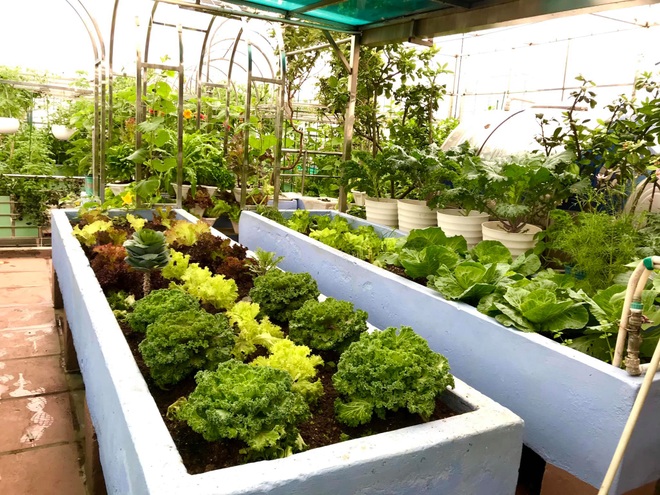 Hà Nội: Khu vườn sân thượng sum suê rau trái, nổi tiếng khắp mạng xã hội - 12
