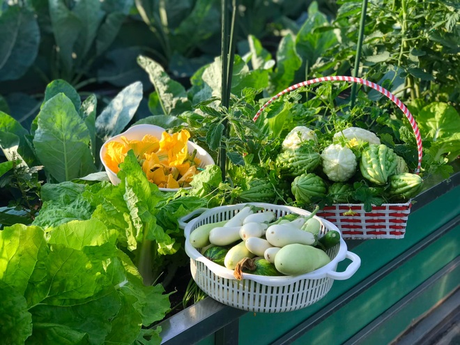 Hà Nội: Khu vườn sân thượng sum suê rau trái, nổi tiếng khắp mạng xã hội - 5