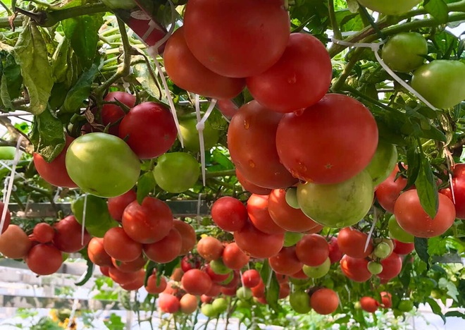 Hà Nội: Khu vườn sân thượng sum suê rau trái, nổi tiếng khắp mạng xã hội - 9