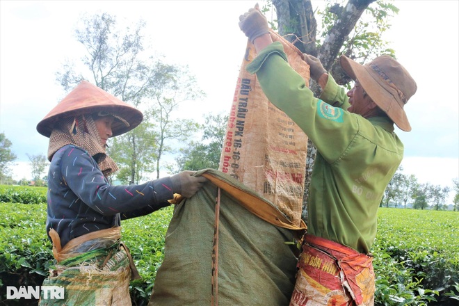 Rộn ràng mùa thu hoạch trên cánh đồng chè trăm tuổi nơi Biển Hồ - 5 Rộn ràng mùa thu hoạch trên cánh đồng chè trăm tuổi nơi Biển Hồ - 5
