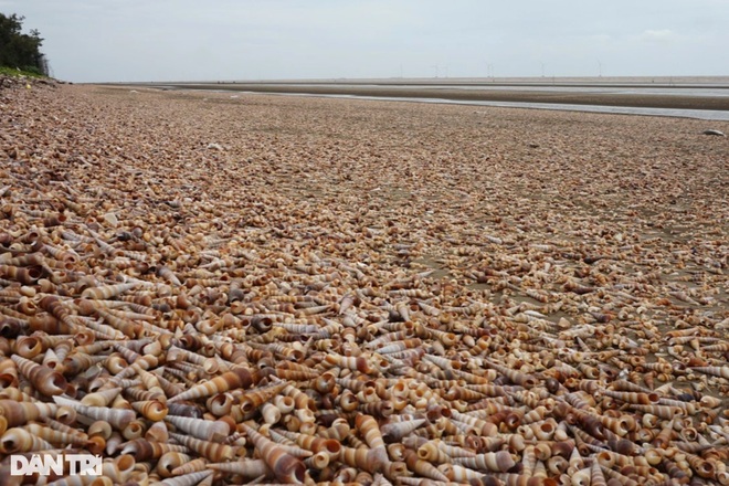 The whole sea of ​​snails washed up on the shore, Ben Tre fishermen pulled together to collect money - 4