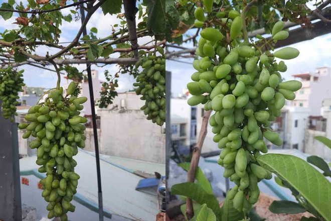 Khu vườn trên mây của nữ cựu chiến binh 75 tuổi ở Vũng Tàu - 3 Khu vườn trên mây của nữ cựu chiến binh 75 tuổi ở Vũng Tàu - 3