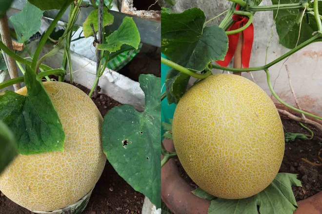 Khu vườn trên mây của nữ cựu chiến binh 75 tuổi ở Vũng Tàu - 6 Khu vườn trên mây của nữ cựu chiến binh 75 tuổi ở Vũng Tàu - 6