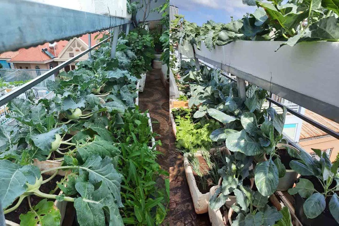 Khu vườn trên mây của nữ cựu chiến binh 75 tuổi ở Vũng Tàu - 2 Khu vườn trên mây của nữ cựu chiến binh 75 tuổi ở Vũng Tàu - 2