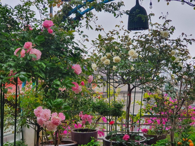 Người phụ nữ ở Hà Nội dành 10 năm trồng vườn hồng giữ ký ức về bố - 6 Người phụ nữ ở Hà Nội dành 10 năm trồng vườn hồng giữ ký ức về bố - 6