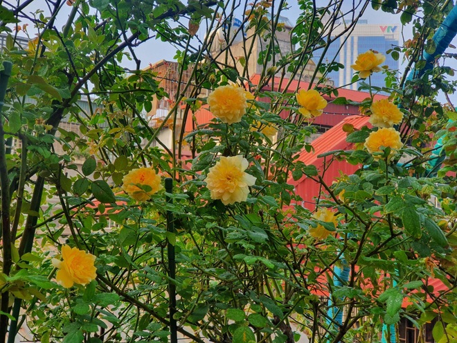 Người phụ nữ ở Hà Nội dành 10 năm trồng vườn hồng giữ ký ức về bố - 7 Người phụ nữ ở Hà Nội dành 10 năm trồng vườn hồng giữ ký ức về bố - 7
