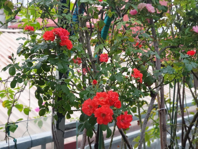Người phụ nữ ở Hà Nội dành 10 năm trồng vườn hồng giữ ký ức về bố - 8 Người phụ nữ ở Hà Nội dành 10 năm trồng vườn hồng giữ ký ức về bố - 8
