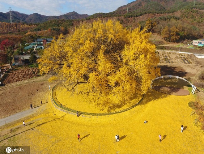 Mê mẩn cây bạch quả 800 tuổi trải thảm lá vàng vào mùa thu - 1