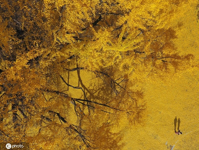 Mê mẩn cây bạch quả 800 tuổi trải thảm lá vàng vào mùa thu - 2