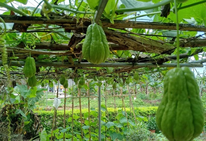 Cô giáo ở Bắc Giang làm vườn xanh mướt, trồng 20 loại hoa rực rỡ quanh nhà - 2 Cô giáo ở Bắc Giang làm vườn xanh mướt, trồng 20 loại hoa rực rỡ quanh nhà - 2