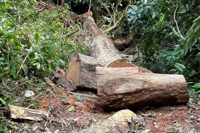 Khởi tố vụ án loạt cây gỗ hương quý bị cắt hạ trong Vườn quốc gia - 2