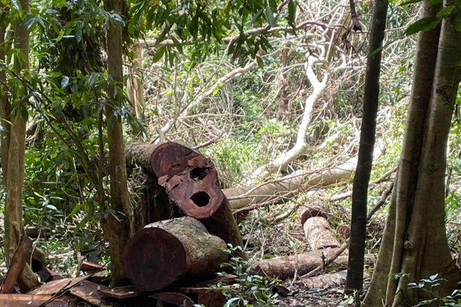 Khởi tố vụ án loạt cây gỗ hương quý bị cắt hạ trong Vườn quốc gia - 1