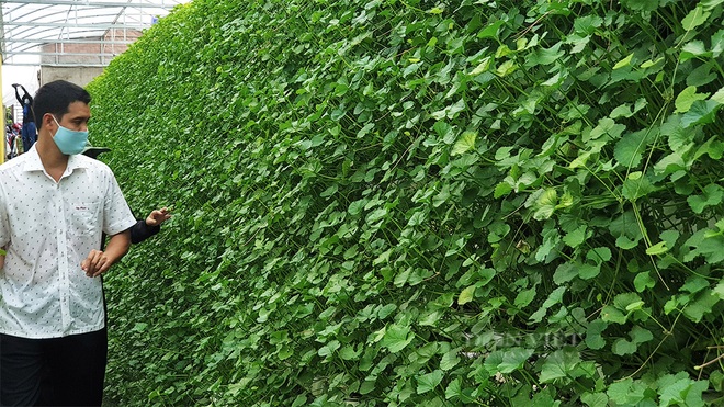 Người đầu tiên ở Việt Nam trồng rau má thủy canh, liều nên ăn 40 triệu đồng/tháng - 2 Người đầu tiên ở Việt Nam trồng rau má thủy canh, liều nên ăn 40 triệu đồng/tháng - 2