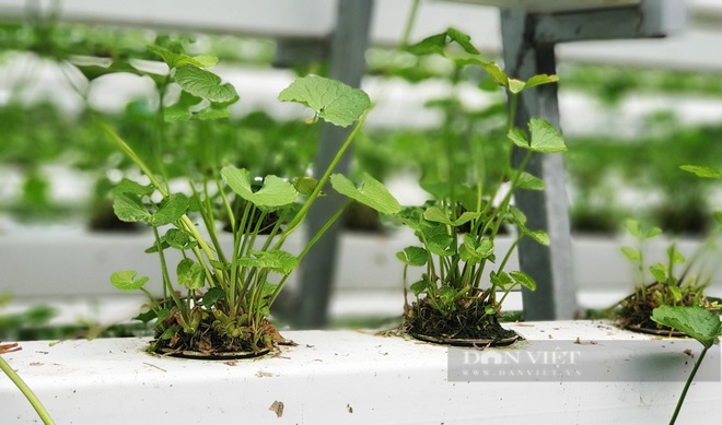 Người đầu tiên ở Việt Nam trồng rau má thủy canh, liều nên ăn 40 triệu đồng/tháng - 4 Người đầu tiên ở Việt Nam trồng rau má thủy canh, liều nên ăn 40 triệu đồng/tháng - 4