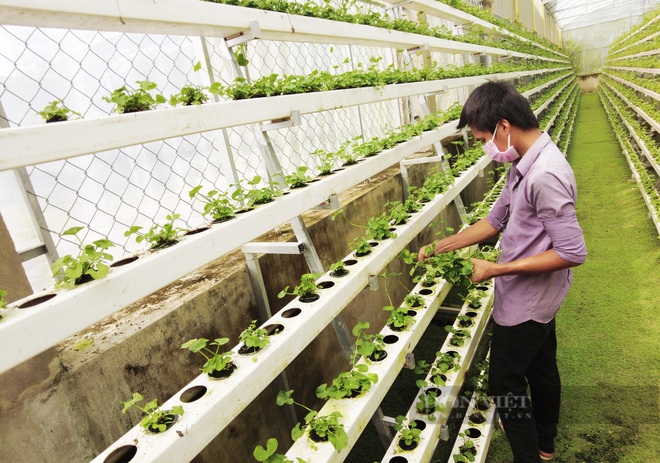 Người đầu tiên ở Việt Nam trồng rau má thủy canh, liều nên ăn 40 triệu đồng/tháng - 8 Người đầu tiên ở Việt Nam trồng rau má thủy canh, liều nên ăn 40 triệu đồng/tháng - 8